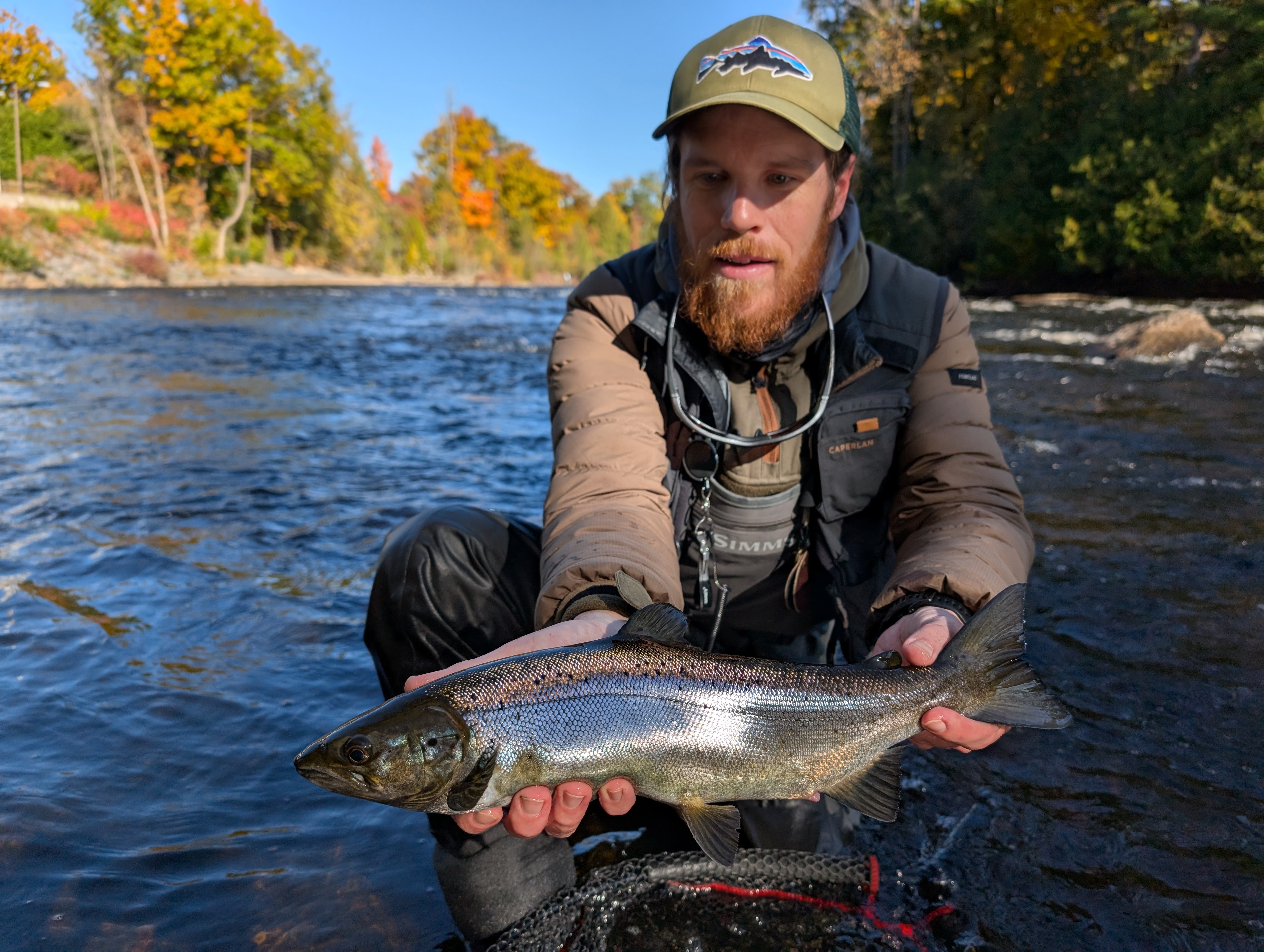 Ouananiche argentée tenue au-dessus de l'eau